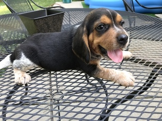 Beagle Puppy for sale in HARRISBURG, IL, USA