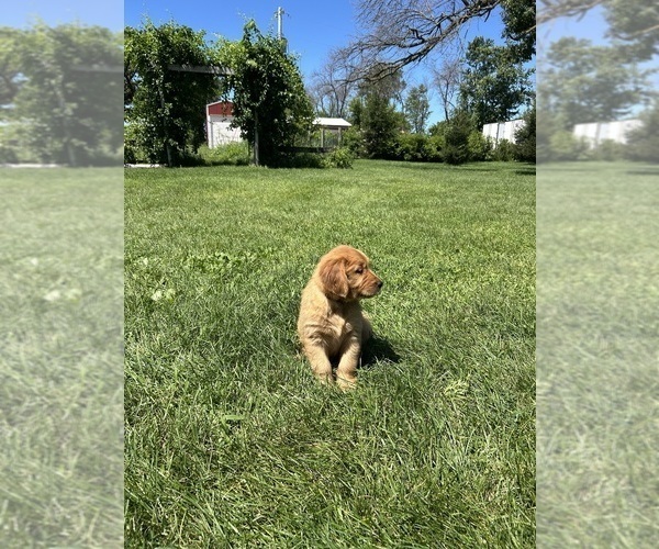 Medium Photo #3 Golden Retriever Puppy For Sale in LIME SPRINGS, IA, USA