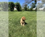 Small #2 Golden Retriever