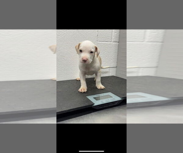 Medium Photo #2 American Pit Bull Terrier-Unknown Mix Puppy For Sale in Great Bend, KS, USA