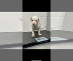Small #1 American Pit Bull Terrier Mix