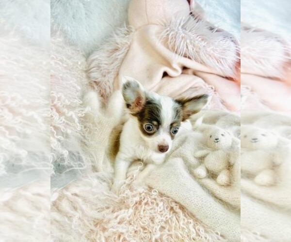 Medium Photo #1 Chihuahua Puppy For Sale in PEMBROKE PINES, FL, USA
