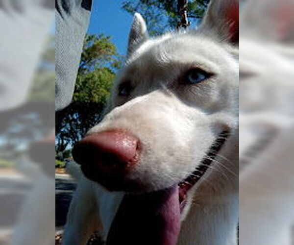 Medium Photo #17 Siberian Husky Puppy For Sale in Pacific grove , CA, USA