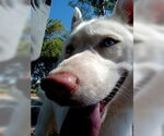 Small #16 Siberian Husky
