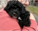 Small #3 ShihPoo