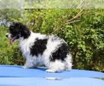 Small #17 Poodle (Toy)
