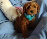 Puppy 3 Cavachon-Poodle (Miniature) Mix