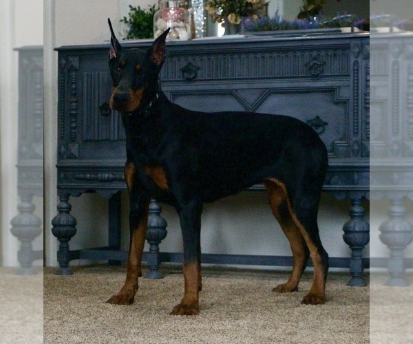 Medium Photo #10 Doberman Pinscher Puppy For Sale in WARSAW, IN, USA