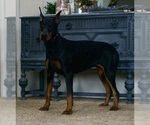 Small #9 Doberman Pinscher