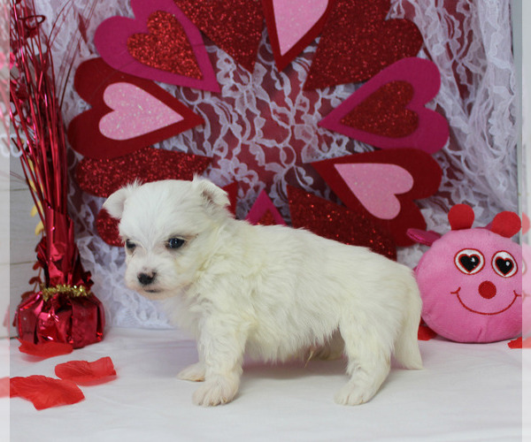 Medium Photo #6 Maltese Puppy For Sale in CHANUTE, KS, USA