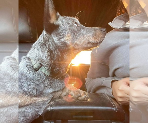 Medium Photo #19 Mutt Puppy For Sale in Highland, IL, USA