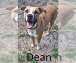 Small #1 Boxer-Mountain Cur Mix