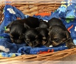 Small Photo #2 Yorkshire Terrier Puppy For Sale in BRIDGETON, NJ, USA