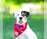 Small #3 Labrador Retriever Mix