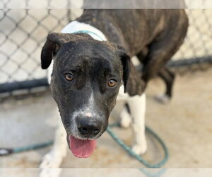 Staffordshire Bull Terrier-Unknown Mix Dogs for adoption in Tulsa, OK, USA