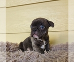 Puppy 2 French Bulldog