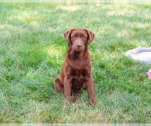 Labrador Retriever Puppy for sale in SYRACUSE, IN, USA