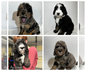 Miniature Bernedoodle Puppy for sale in HOLT, MO, USA