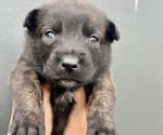 Small Photo #2 Dutch Shepherd Dog Puppy For Sale in GLENVIEW, IL, USA