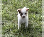 Puppy Peanut Butter Miniature Australian Shepherd