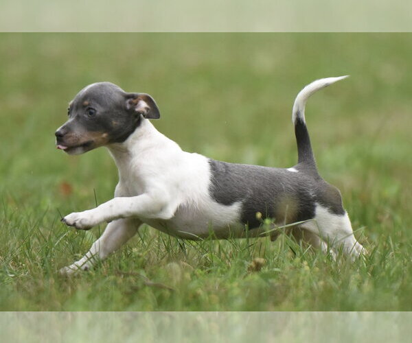 Medium Photo #5 Chihuahua Puppy For Sale in Mechanicsburg, PA, USA