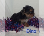 Small #2 Yorkshire Terrier