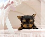 Small Photo #7 Pomeranian Puppy For Sale in PEMBROKE PINES, FL, USA