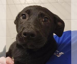 German Shepherd Dog-Unknown Mix Dogs for adoption in Houston, TX, USA