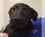 Small German Shepherd Dog Mix