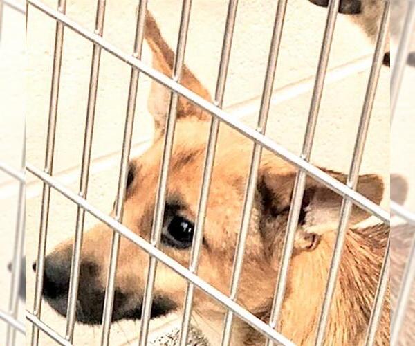Medium Photo #1 German Shepherd Dog-Unknown Mix Puppy For Sale in Houston, TX, USA