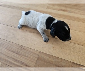 Medium German Shorthaired Pointer