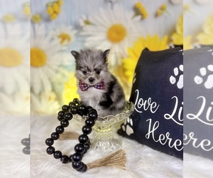 Pomeranian Puppy for sale in RIPLEY, MS, USA
