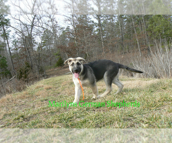 Medium Photo #4 German Shepherd Dog Puppy For Sale in PIEDMONT, MO, USA