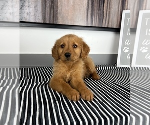 Golden Retriever Puppy for sale in FRANKLIN, IN, USA