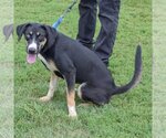 Small Photo #4 Coonhound-Huskies  Mix Puppy For Sale in Huntley, IL, USA