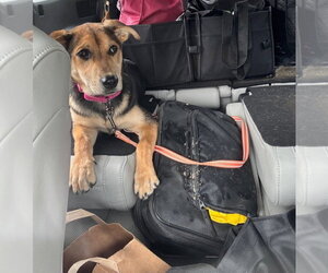 Spaghetti - Female German Shepherd Dog-Unknown Mix Dog for Adoption - Photo #4