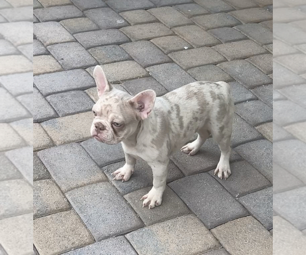 Medium Photo #1 French Bulldog Puppy For Sale in LAS VEGAS, NV, USA