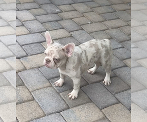 Mother of the French Bulldog puppies born on 07/15/2025