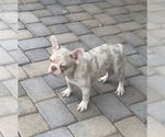 Small Photo #1 French Bulldog Puppy For Sale in LAS VEGAS, NV, USA