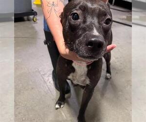 Mutt Dogs for adoption in Bakersfield, CA, USA