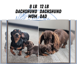 Small #9 Dachshund