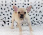 Small Photo #4 French Bulldog Puppy For Sale in RIVERSIDE, CT, USA