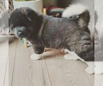 Small Akita