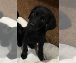 Small Labrador Retriever Mix