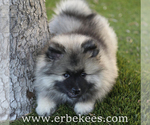 Small Photo #67 Keeshond Puppy For Sale in FAYETTEVILLE, TN, USA