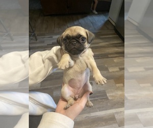 Pug Puppy for sale in DALE, TX, USA