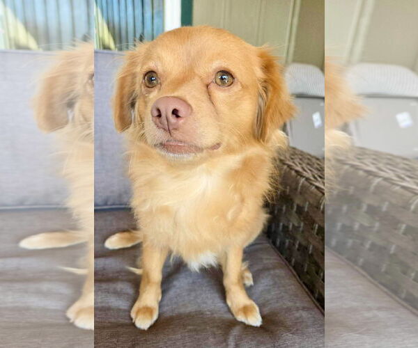 Medium Photo #3 Chihuahua-Spaniel Mix Puppy For Sale in Milwaukie, OR, USA