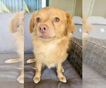 Small #2 Chihuahua-Spaniel Mix