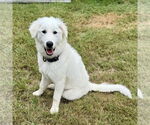 Small #1 Great Pyrenees