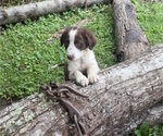 Small #3 Borador